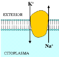 Ejemplos de transporte activo secundario contratransporte o antiporte: Bomba Na + K + :