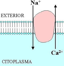 Intercambiador Na + - Ca 2+ entra Na + en célula a