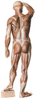S DE MIEMBRO Los músculos son órganos que gozan de la propiedad de contraerse. Es decir pueden disminuir de longitud bajo la influencia de un estimulo. Son órganos contráctiles.