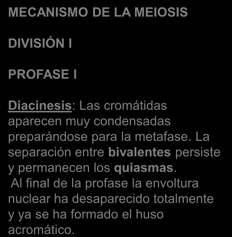 Meiosis - División I MECANISMO DE LA MEIOSIS DIVISIÓN I PROFASE I Diacinesis: Las cromátidas aparecen muy condensadas preparándose para la metafase.