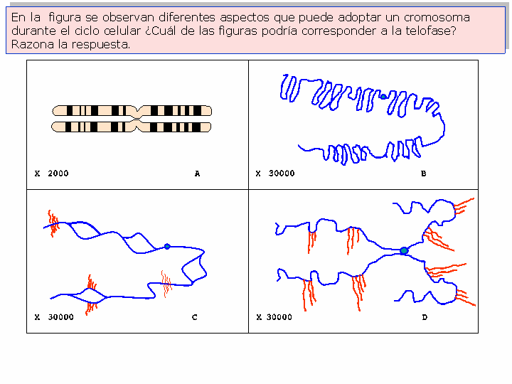 9- En la figura se observan diferentes aspectos que puede adoptar un cromosoma durante el