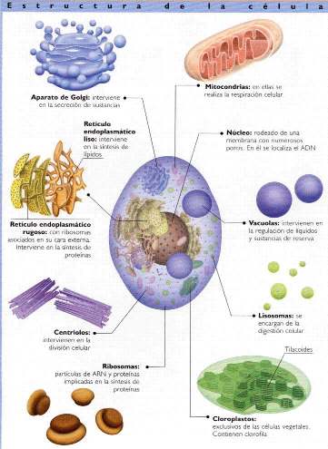 ESTRUCTURA CELULAR CÉLULA ANIMAL CÉLULA VEGETAL Todas las células están formadas por tres partes fundamentales que son: membrana celular, núcleo y citoplasma Membrana celular o plasmática: es una