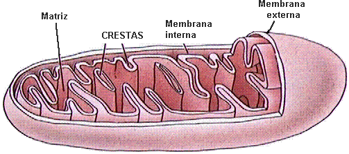 Núcleo: es un cuerpo esférico que se ubica en el centro de la célula, se encuentra rodeado de una membrana llamada membrana nuclear la cual permite a través de sus poros el paso de sustancias entre