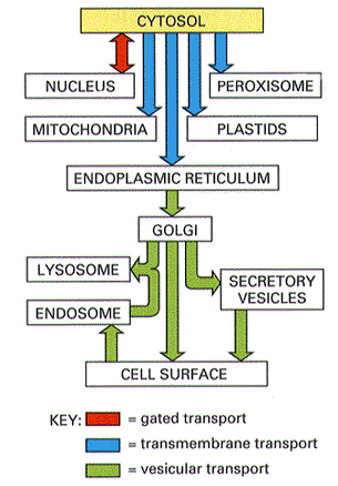 Transporte de proteínas entre compartimento Transporte regulado: Entre citoplasma y núcleo Transporte transmembrana: Citoplasma a peroxisomas,