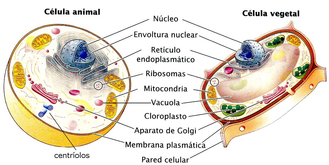 3. COMPARACIÓN ENTRE CÉLULA ANIMAL Y VEGETAL Las células vegetales, además de estar rodeadas por la membrana plasmática, lo están por la pared celular, que les confiere rigidez y resistencia a las
