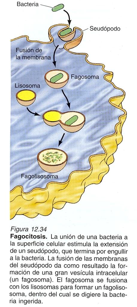 Fagocitosis en la fagocitosis las células incorporan partículas grandes como bacterias, desechos celulares, o incluso células intactas.