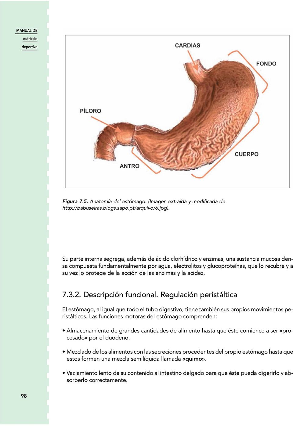 la acción de las enzimas y la acidez. 7.3.2. Descripción funcional. Regulación peristáltica El estómago, al igual que todo el tubo digestivo, tiene también sus propios movimientos peristálticos.