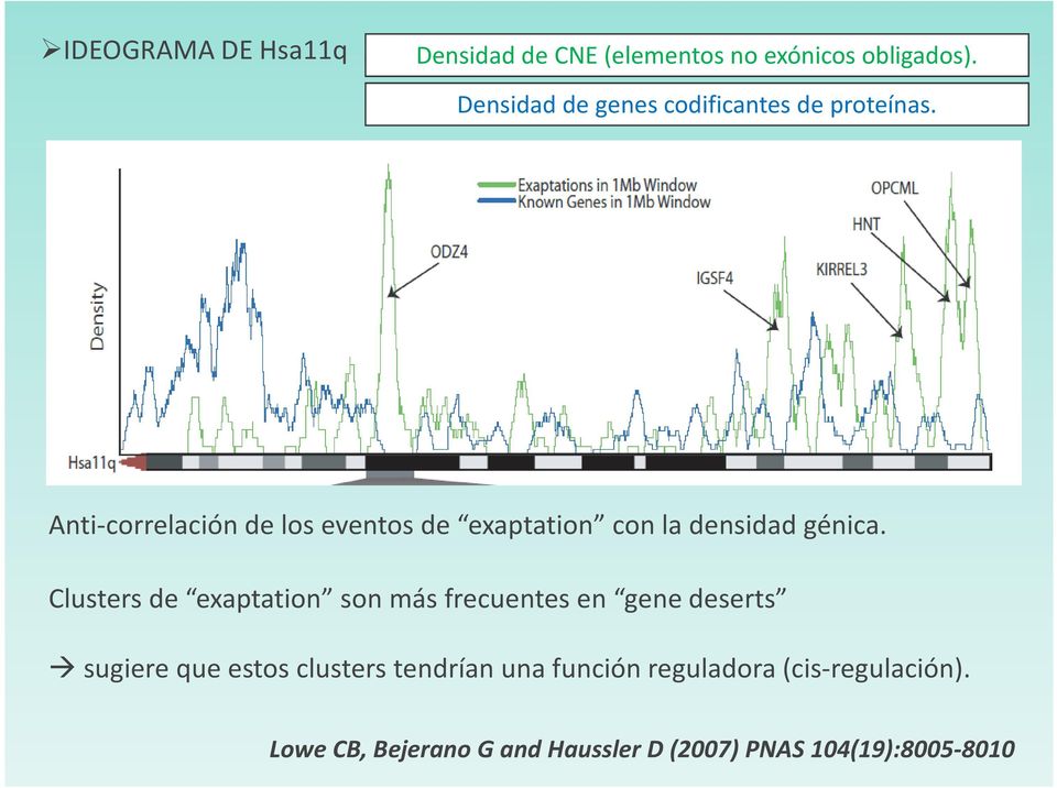 Anti-correlación de los eventos de exaptation con la densidad génica.