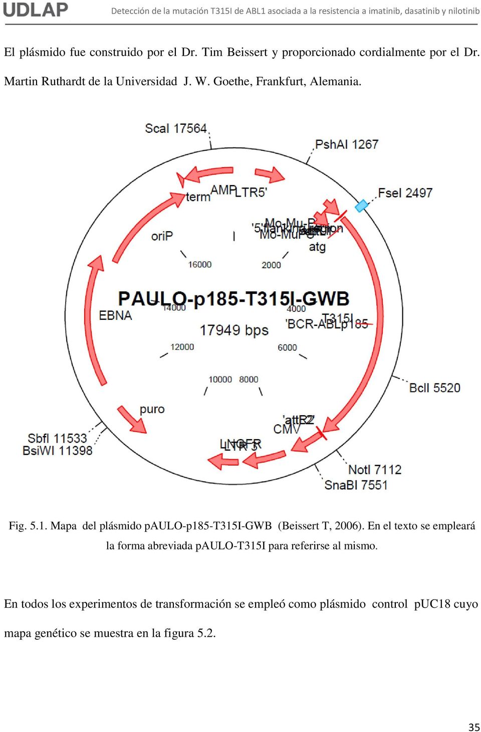 Mapa del plásmido paulo-p185-t315i-gwb (Beissert T, 2006).
