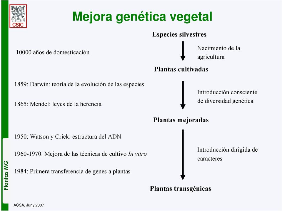 diversidad genética Plantas mejoradas Plantas MG 1950: Watson y Crick: estructura del ADN 1960-1970: Mejora de las