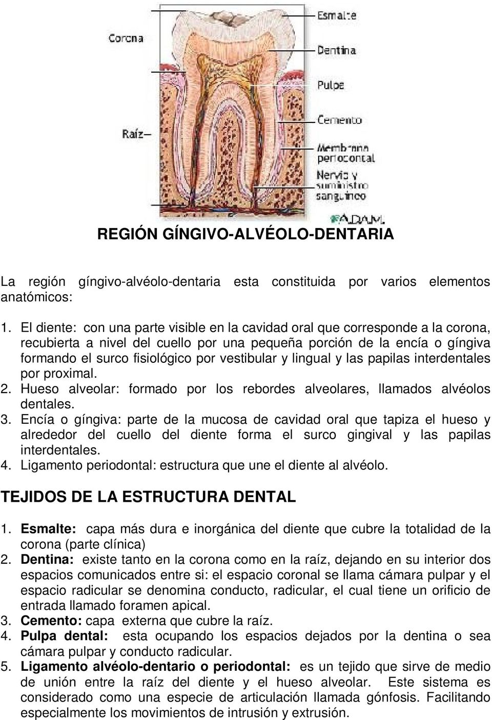 vestibular y lingual y las papilas interdentales por proximal. 2. Hueso alveolar: formado por los rebordes alveolares, llamados alvéolos dentales. 3.