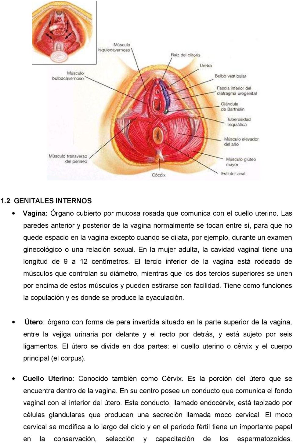 relación sexual. En la mujer adulta, la cavidad vaginal tiene una longitud de 9 a 12 centímetros.