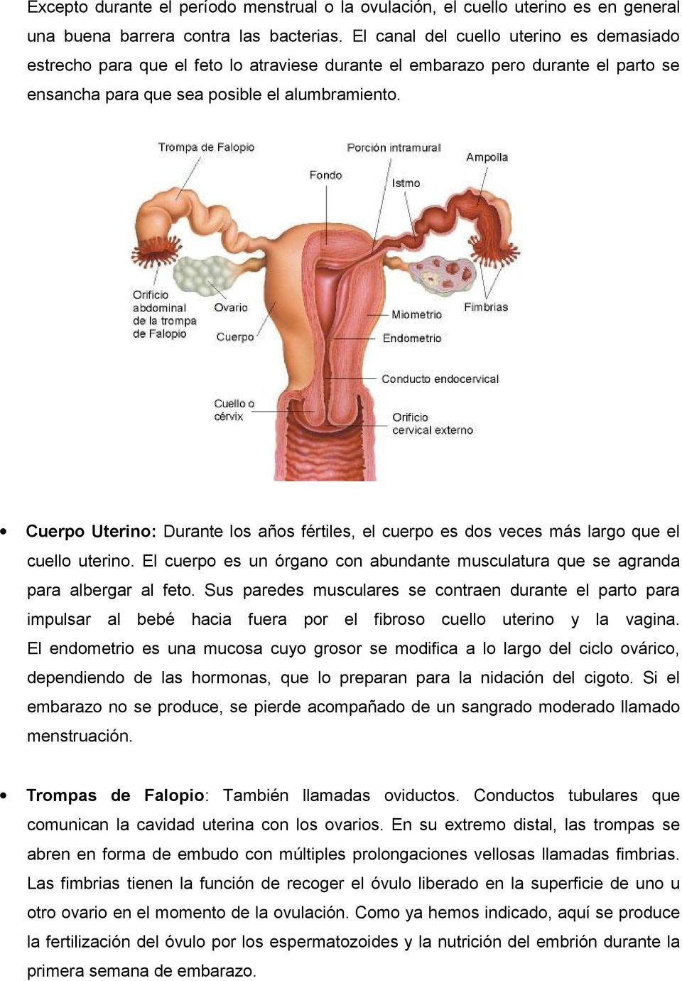 Cuerpo Uterino: Durante los años fértiles, el cuerpo es dos veces más largo que el cuello uterino. El cuerpo es un órgano con abundante musculatura que se agranda para albergar al feto.