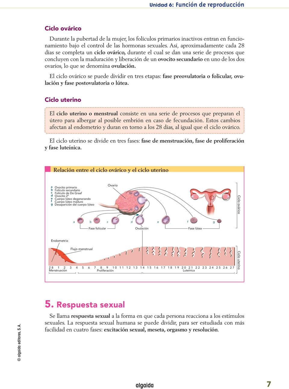 ovarios, lo que se denomina ovulación. El ciclo ovárico se puede dividir en tres etapas: fase preovulatoria o folicular, ovulación y fase postovulatoria o lútea.