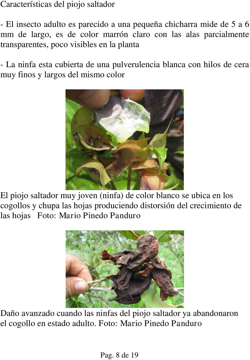 color El piojo saltador muy joven (ninfa) de color blanco se ubica en los cogollos y chupa las hojas produciendo distorsión del crecimiento de las hojas