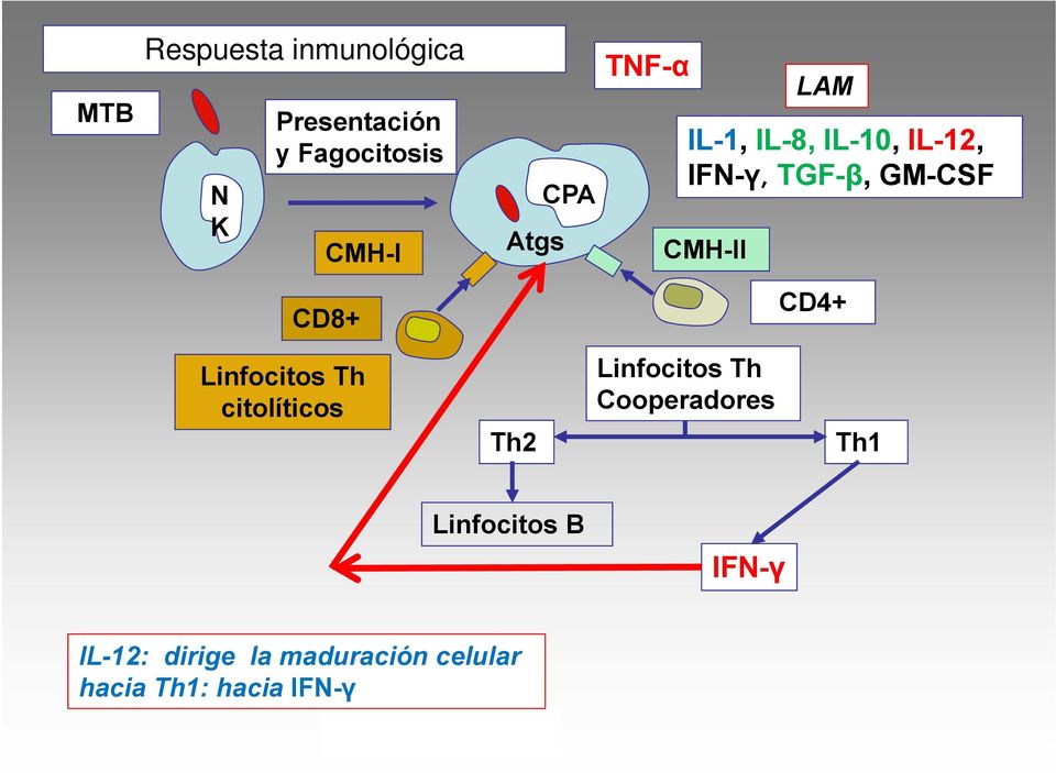 CD8+ CD4+ Linfocitos Th citolíticos Th2 Linfocitos Th Cooperadores Th1