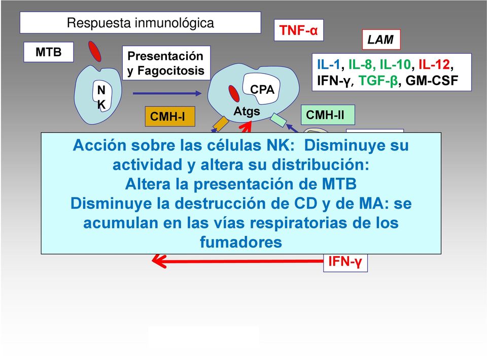 distribución: Linfocitos Th Linfocitos Th citolíticos Altera la presentación Cooperadores de MTB Disminuye
