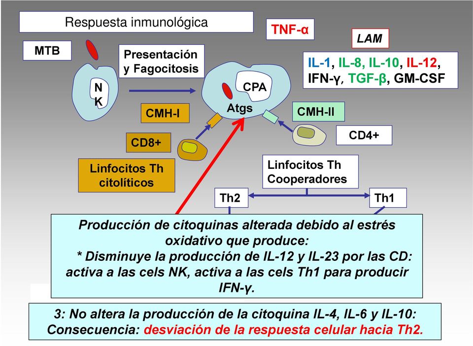 Linfocitos B oxidativo que produce: * Disminuye la producción de IL-12 y IL-23 IFN-γ por las CD: activa a las cels NK, activa a las