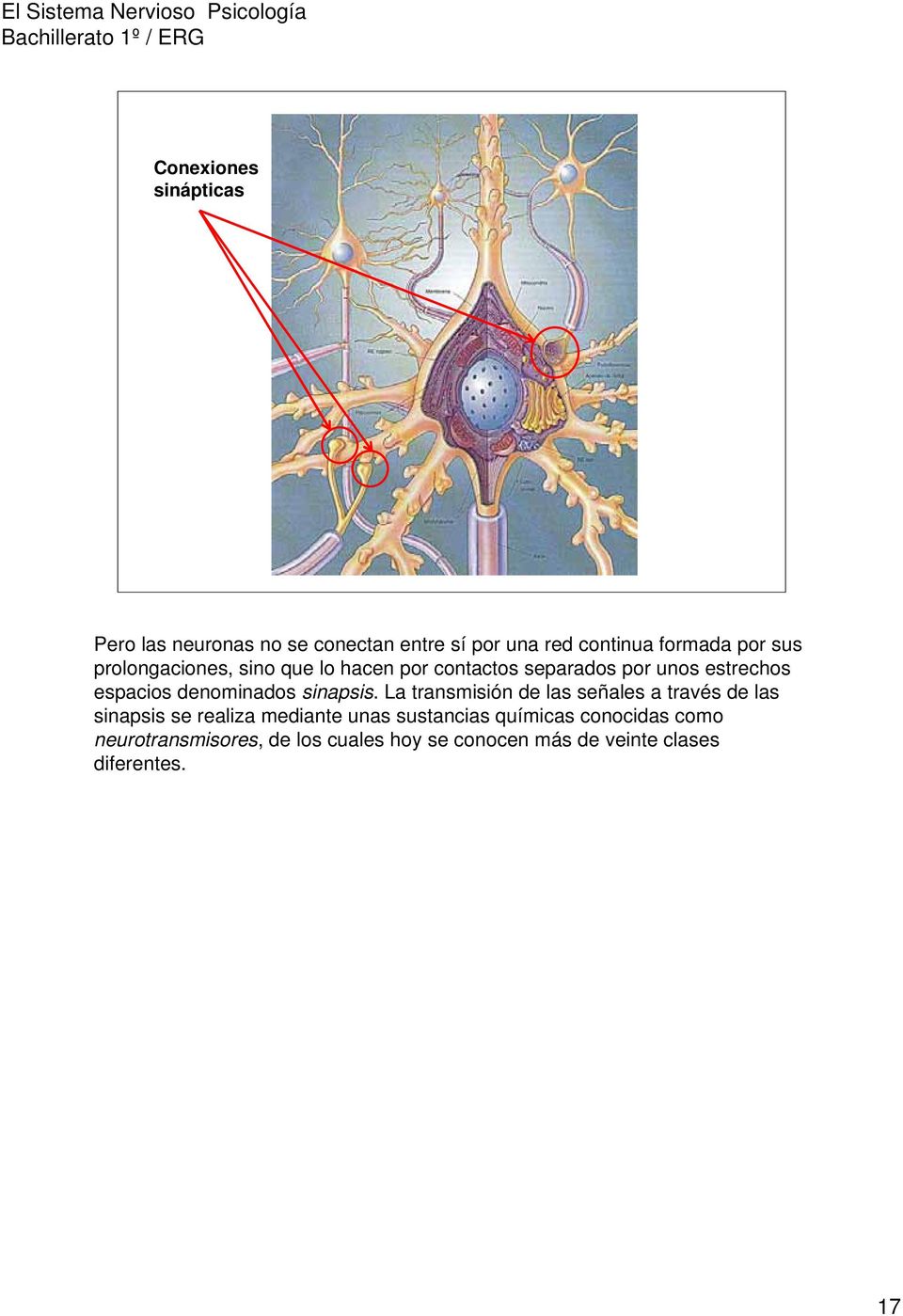 sinapsis.