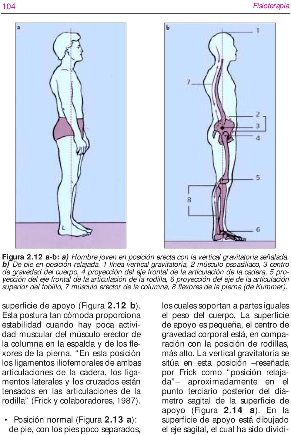 la rodilla, 6 proyección del eje de la articulación superior del tobillo, 7 músculo erector de la columna, 8 flexores de la pierna (de Kummer). superficie de apoyo (Figura 2.12 b).