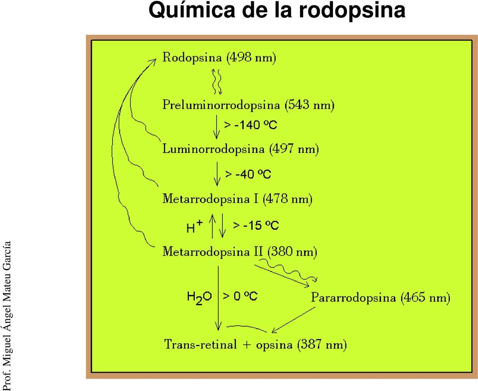 rodopsina