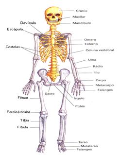 El esqueleto del miembro inferior se divide en dos componentes