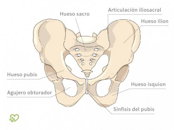 CONCEPTO ANATOMO-CLINICO La pelvis se encuentra constituida por: Dos huesos ilíacos La masa muscular que