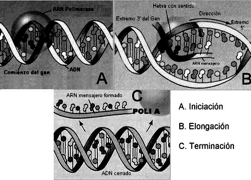 Transcripción del ADN: Síntesis de ARN La transcripción del DNA es un mecanismo fundamental para el control celular y para la expresión de la información genética.
