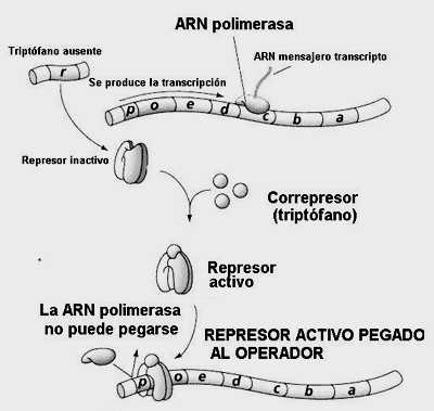 Parece que los operones no existen en los organismos complejos, aunque es muy posible que cada gen tenga su propio sistema individual de promotores y operadores, y que los intrones y las secuencias