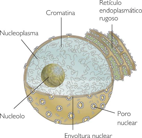5. LA CÉLULA EUCARIOTA La mayor parte de los organismos de la biosfera presentan células eucariotas UNICELULARES: protozoos. UNICELULARES Y PLURICELULARES: hongos y algas.
