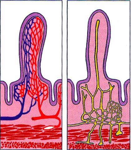 Túnica Mucosa Lámina Propia o Corion NÚCLEO DE LAS VELLOSIDADES Tejido conectivo laxo Rico en células y fibras