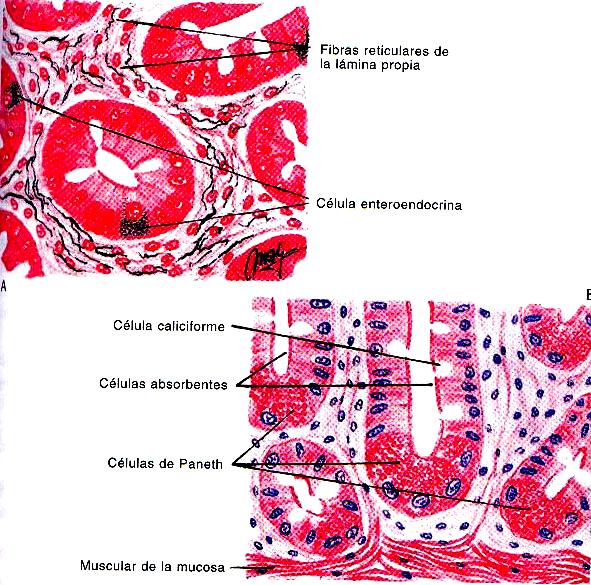 Túnica Mucosa Lámina Propia o Corion Criptas de Lieberkuhm Células Madres proliferativa de Paneth secretora exócrina (lisozima, peptidasa, zinc) regulan flora