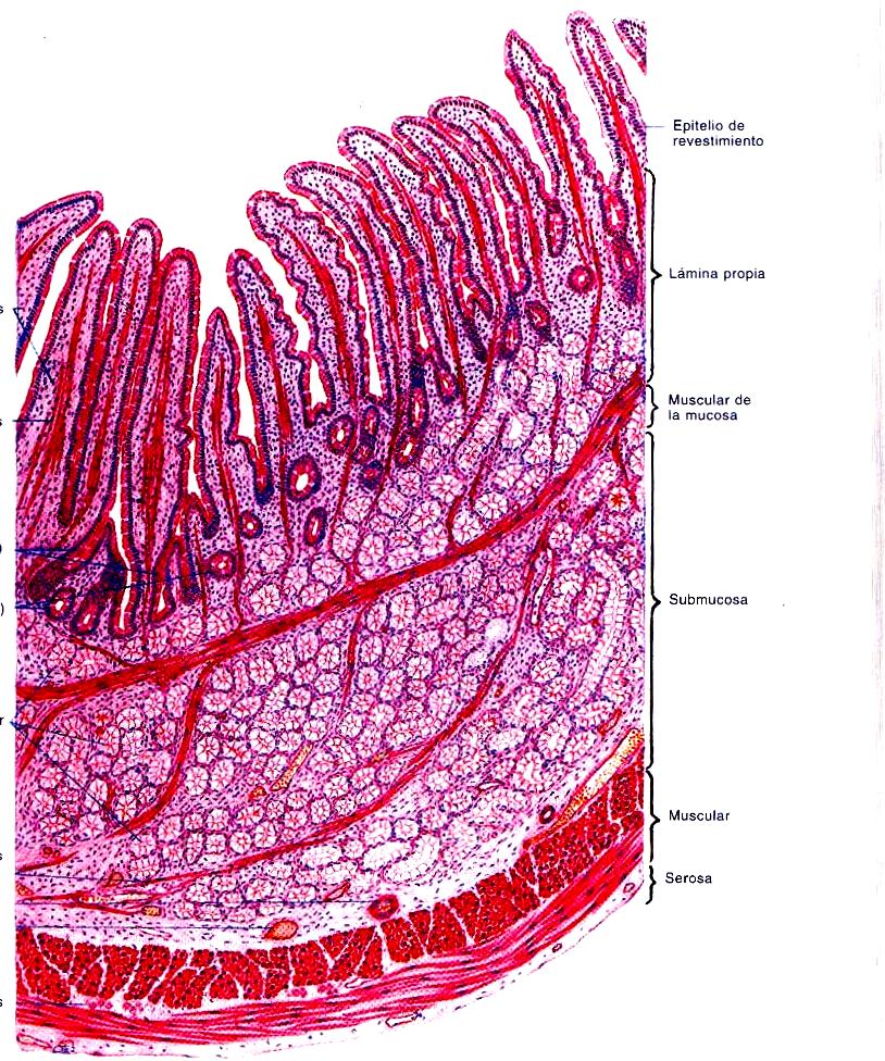 Túnica Mucosa Muscular de la Mucosa Dos capas de fibras