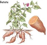 Características botánicas: Papa: Solanum tuberosum Al crecer, las hojas compuestas de la planta de la papa producen almidón, el cual se desplaza hacia la parte final de los tallos subterráneos,