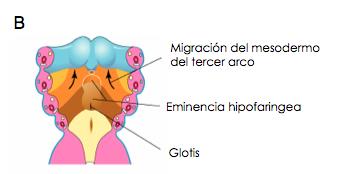 Figura 6. A) y B) Cortes horizontales esquemáticos a través de la faringe mostrando estadios sucesivos de desarrollo de la lengua durante la cuarta y quinte semana de desarrollo.
