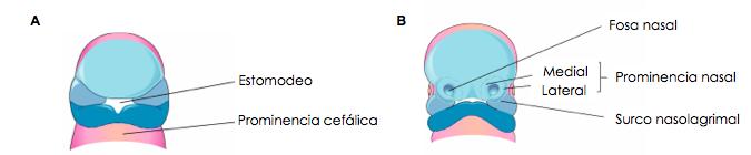 Figura 7. Diagramas que ilustran los estadios progresivos de desarrollo de la cara en el ser humano. Adaptado de Embriología Clínica. (Moore, 2008).