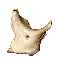 Su borde anterior se articula con el hueso frontal, el borde superior se articula con el hueso parietal del lado opuesto formando la sutura sagital, el borde posterior se articula con el hueso