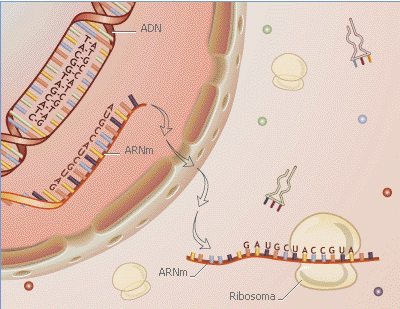 Función del ARN Se sintetiza sobre un molde de ADN por el proceso de transcripción (en el nucleolo), pasa al citoplasma y sirve de pauta para la síntesis de proteínas (gracias a los ribosomas;