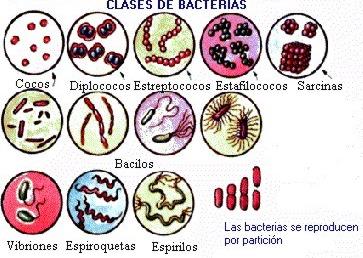 Alimentación El éxito evolutivo de las bacterias se debe en parte a su versatilidad metabólica. Todos los mecanismos posibles de obtención de materia y energía podemos encontrarlos en las bacterias.
