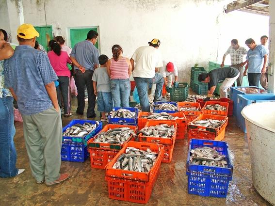 Las dificultades en la organización entre los pescadores complica más la situación, esto