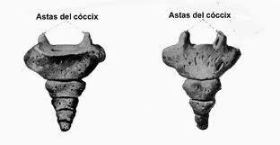 CÓCCIX Está compuesto por 4 ó 5 vértebras Es triangular y prácticamente sin
