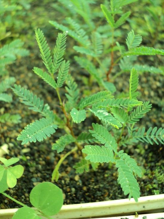 Acacia farnesiana 15 días de germinación Porcentaje de un 60% sin tratamiento.