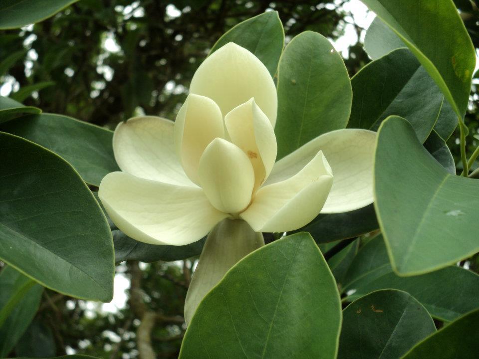 Magnolia poasana Árboles semilleros monitoreados en Toro amarillo, Vara Blanca, Cerro Chompipe y Cerro de la Muerte Éxito
