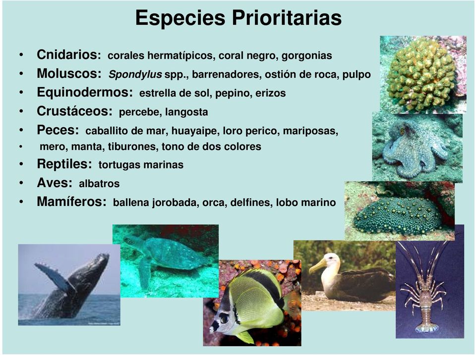 langosta Peces: caballito de mar, huayaipe, loro perico, mariposas, mero, manta, tiburones, tono de dos