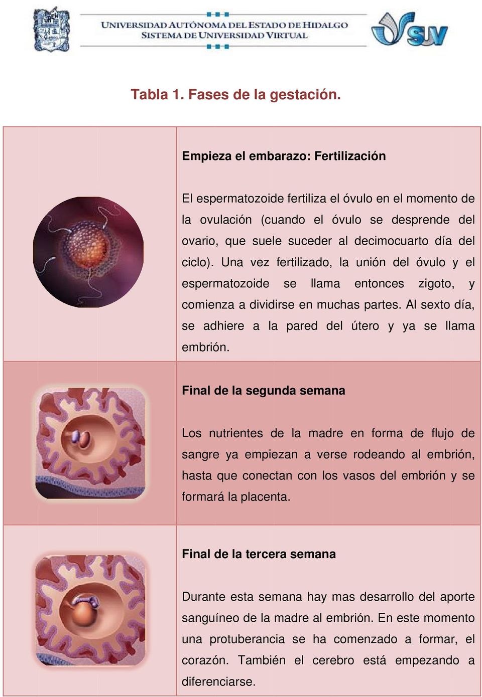 Una vez fertilizado, la unión del óvulo y el espermatozoide se llama entonces zigoto, y comienza a dividirse en muchas partes. Al sexto día, se adhiere a la pared del útero y ya se llama embrión.
