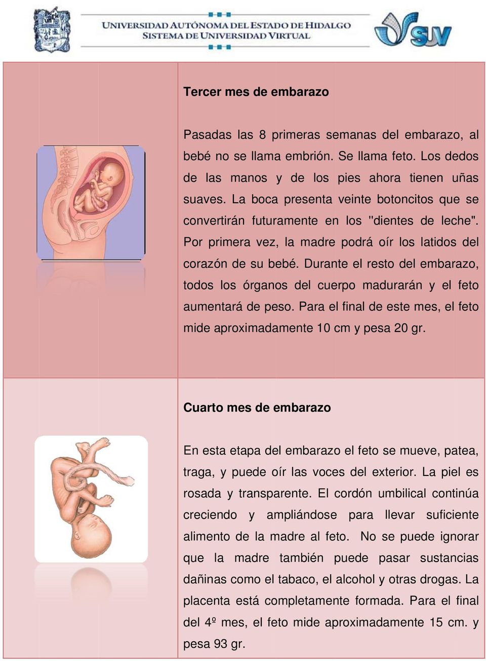 Durante el resto del embarazo, todos los órganos del cuerpo madurarán y el feto aumentará de peso. Para el final de este mes, el feto mide aproximadamente 10 cm y pesa 20 gr.