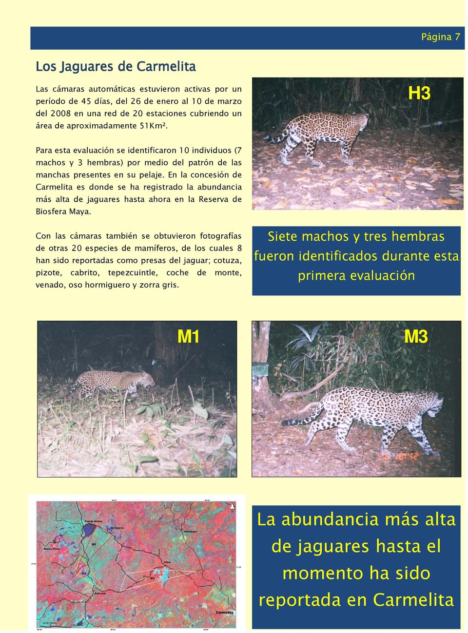 En la concesión de Carmelita es donde se ha registrado la abundancia más alta de jaguares hasta ahora en la Reserva de Biosfera Maya.