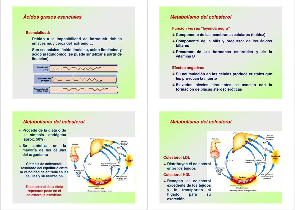 Función versus leyenda negra Componente de las membranas celulares (fluidez) Componente de la bilis y precursor de los ácidos biliares Precursor de las hormonas esteroides y de la vitamina D Efectos