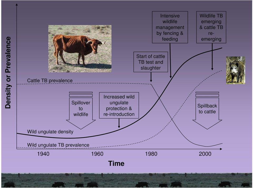 wildlife management by fencing & feeding Wildlife TB emerging & cattle TB reemerging