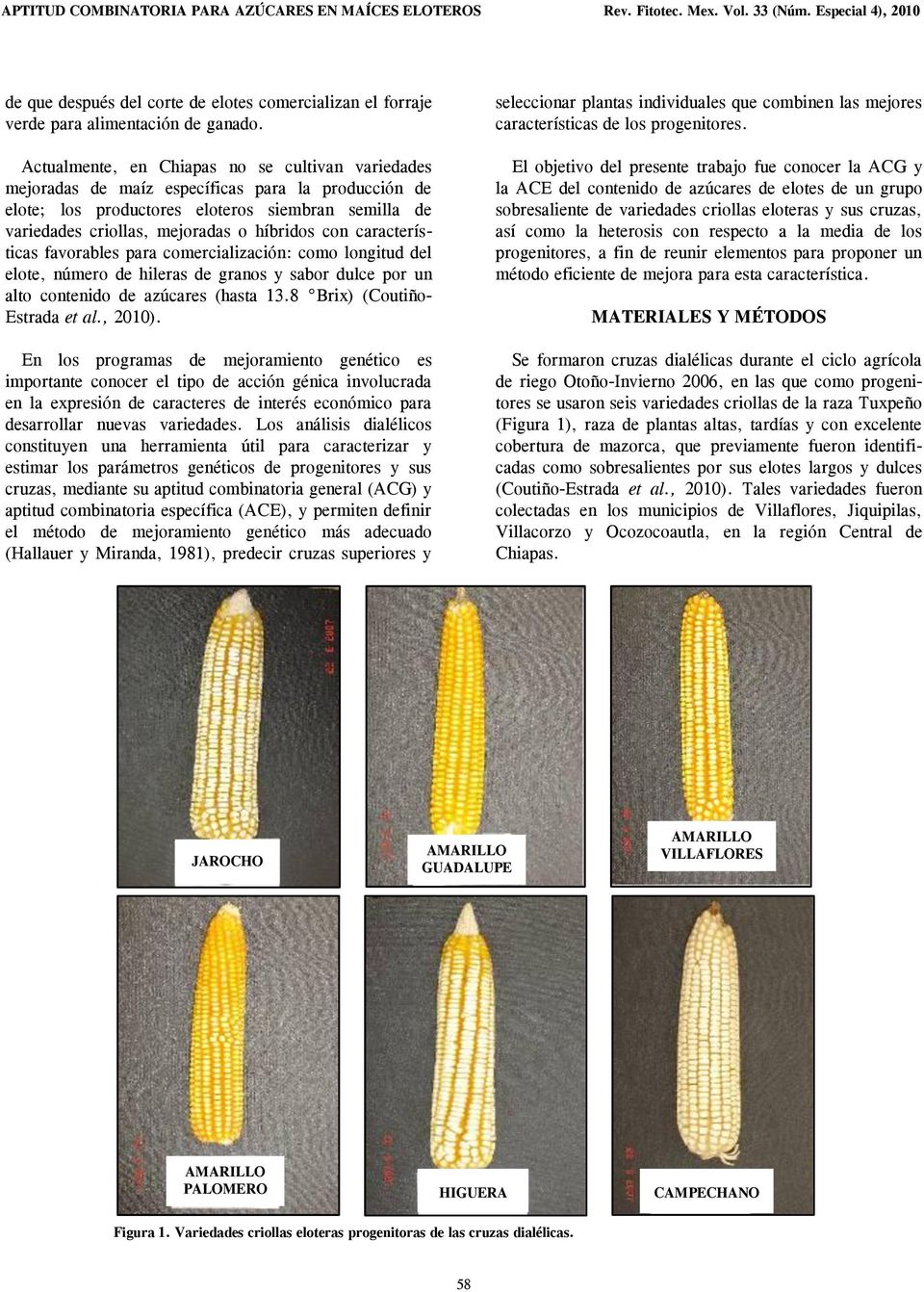 Actualmente, en Chiapas no se cultivan variedades mejoradas de maíz específicas para la producción de elote; los productores eloteros siembran semilla de variedades criollas, mejoradas o híbridos con